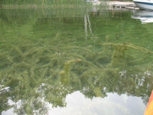 EurasianMilfoil01